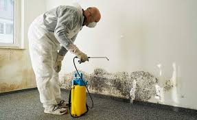 Best Environmental Consulting for Mold Prevention  in USA